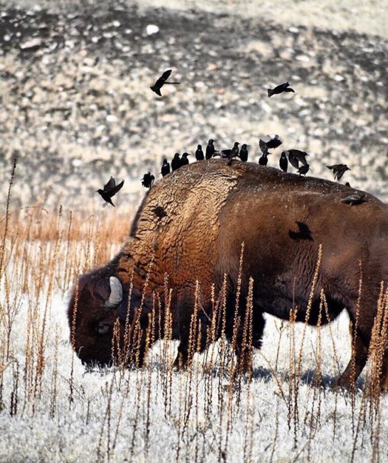 bison salt lake city