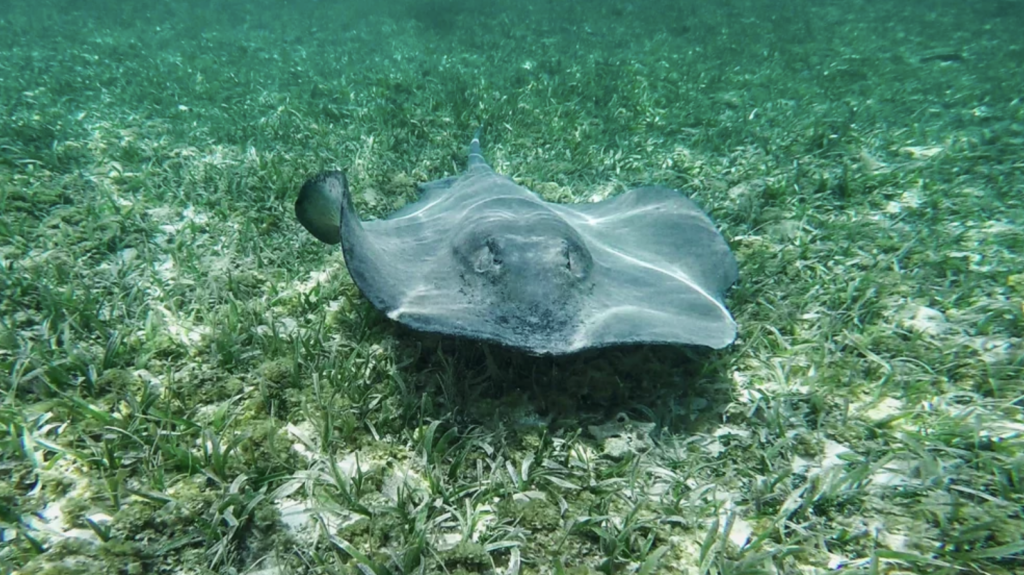 Belize Barrier Reef in Ambergris Caye