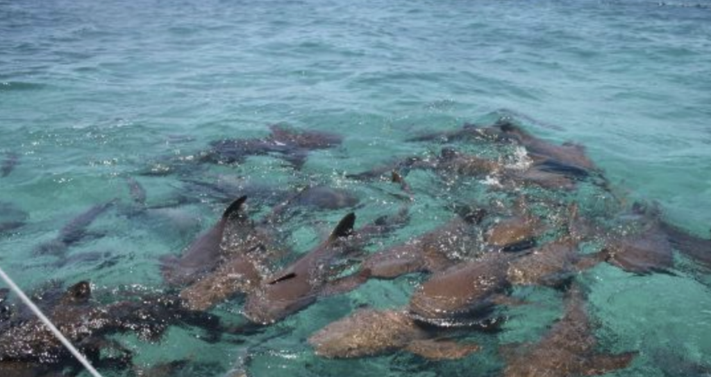 Belize Barrier Reef in Ambergris Caye