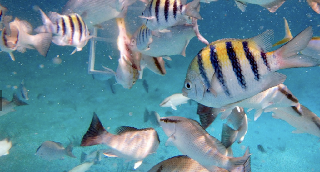 Belize Barrier Reef in Ambergris Caye