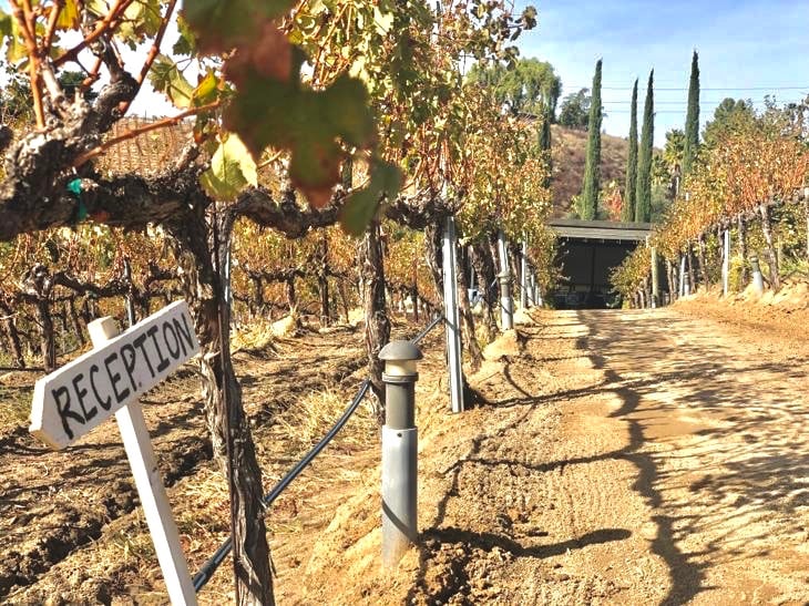 leoness_vineyard_temecula