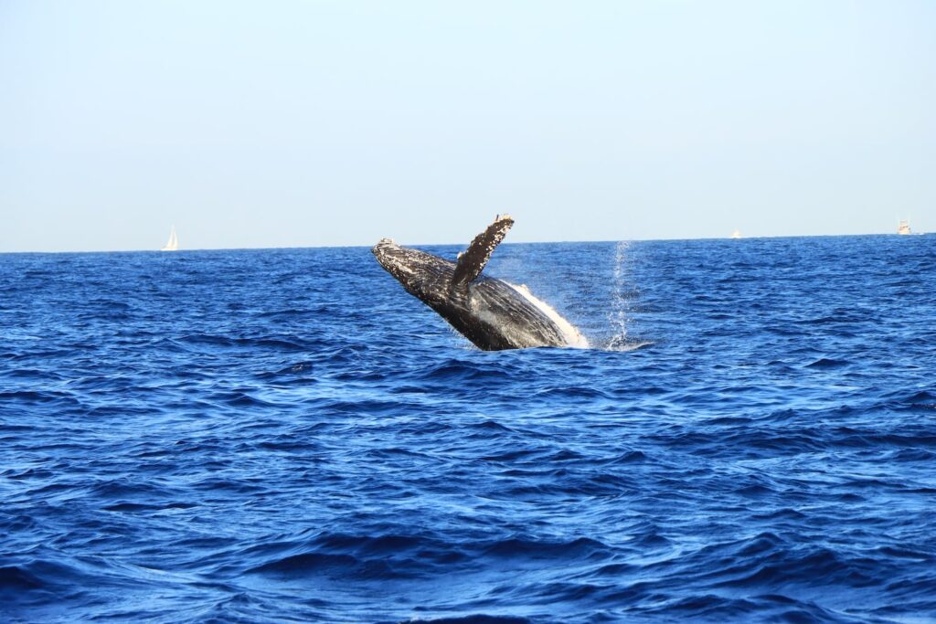 Cabo Adventures sunset sail blue whale elicit folio