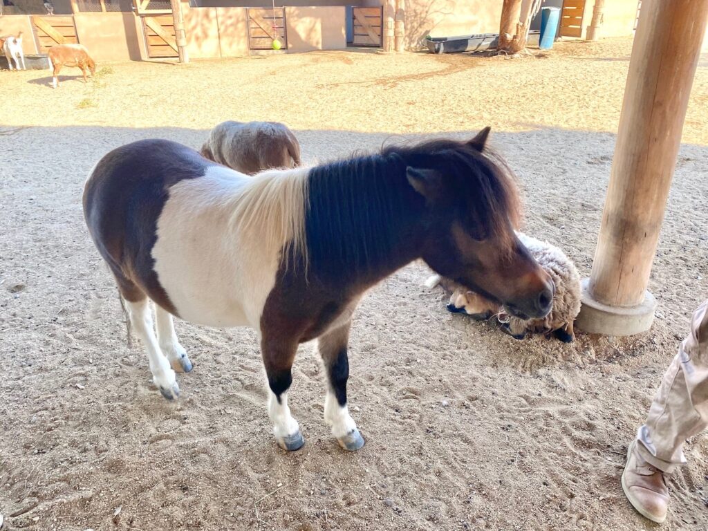 cabo adventures eco farm elicit folio