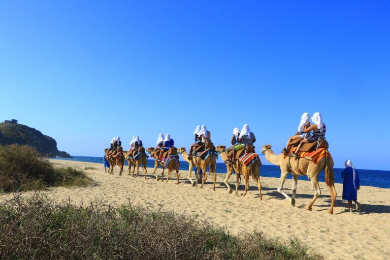 cabo adventures camel ride elicit folio