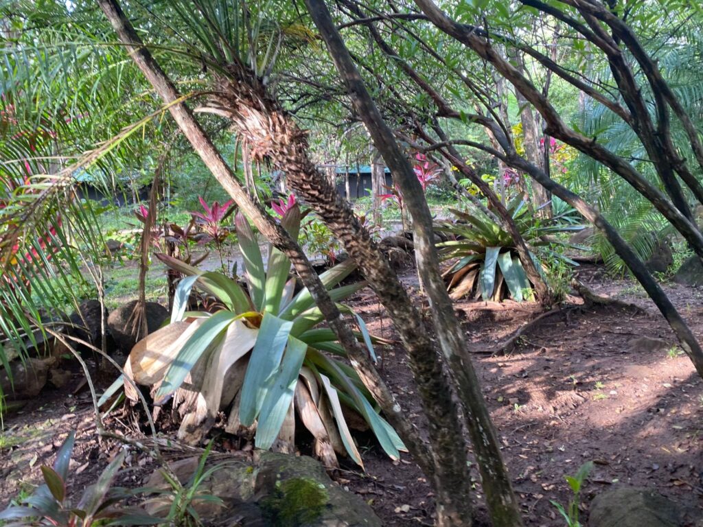 Costa Rica Rincon de la Vieja Volcano 