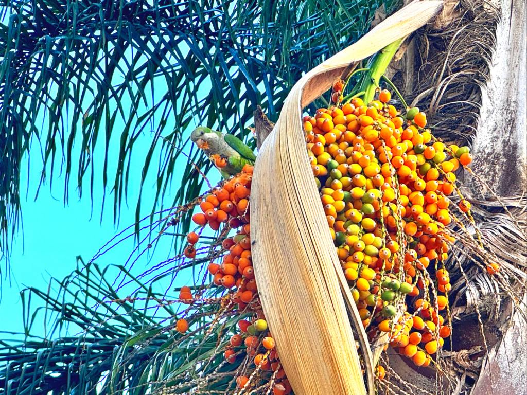 Market street in Montevideo Uruguay