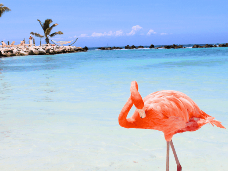 Aruba, Must Eat Restaurants and Fun Things To Do!